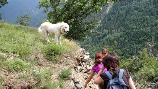 Patou, de Pyr&eacute;n&eacute;ese berghond