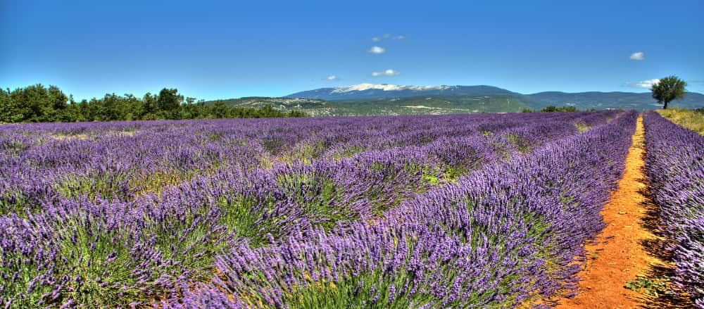 Vaison-la-Romaine en de Mont-Ventoux?