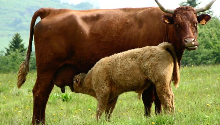 De Cantal, het groene hart van Frankrijk