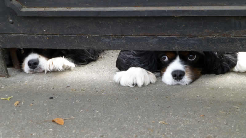 Honden in Frankrijk