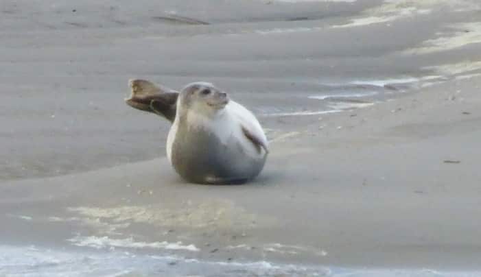 Zeehonden spotten in Picardi&euml;